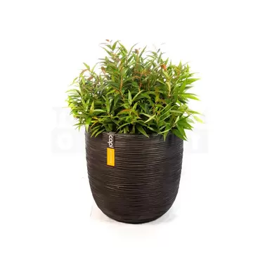 Bloempot Bol Rib Zwart 35 34 Capi Europe + Leucothoe - afbeelding 1