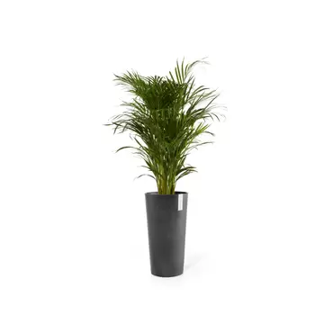 Amsterdam High Dark Grey 76 sfeer, Ecopots, tuincentrumoutlet