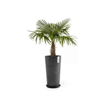 Amsterdam High Dark Grey 76 sfeerfoto met onderzetter, Ecopots, tuincentrumoutlet