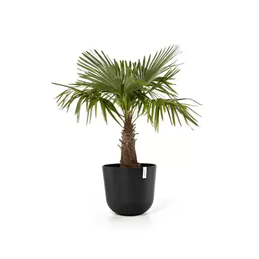 Oslo Dark Grey 55 sfeer, Ecopots, tuincentrumoutlet