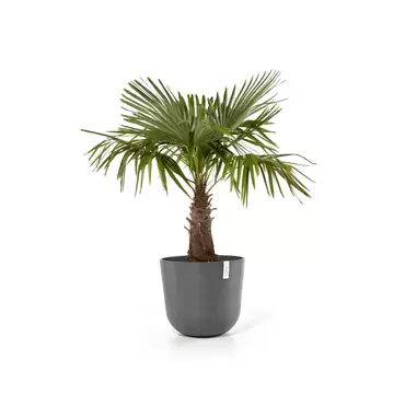 Oslo Grey 55 sfeer, Ecopots, tuincentrumoutlet