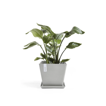 Pot rotterdam witgrijs l30b30h27cm met onderschotel en plant, Ecopots, tuincentrumoutlet