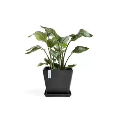 Rotterdam Dark Grey 40 sfeer met onderzetter, Ecopots, tuincentrumoutlet