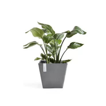 Rotterdam Grey 30 sfeer, Ecopots, tuincentrumoutlet