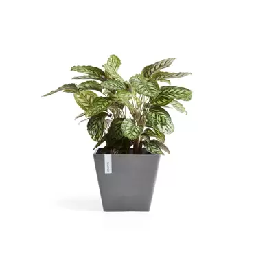 Rotterdam Grey 30 sfeer 2, Ecopots, tuincentrumoutlet