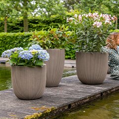 bio plante Kaufen Tropenpflanzen BIO Langzeitdünger Pflanzendünger? ✓ Schneller  Versand! – Sybotanica