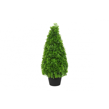 Buxaceae in pot l15b15h65cm groen