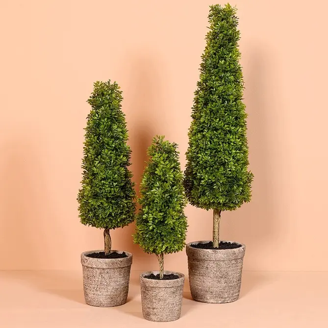 Buxaceae in pot l15b15h76cm groen sfeer, countryfield, tuincentrumoutlet.com