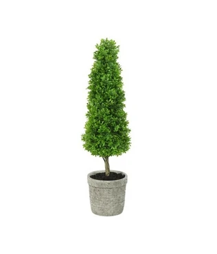 Buxaceae in pot l15b15h76cm groen