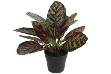 Calathea groen, Countryfield, Tuincentrumoutlet