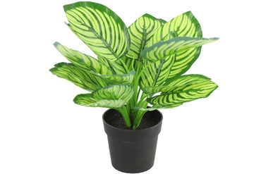 Calathea groen, Countryfield, Tuincentrumoutlet