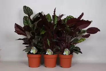 Calathea Mix
