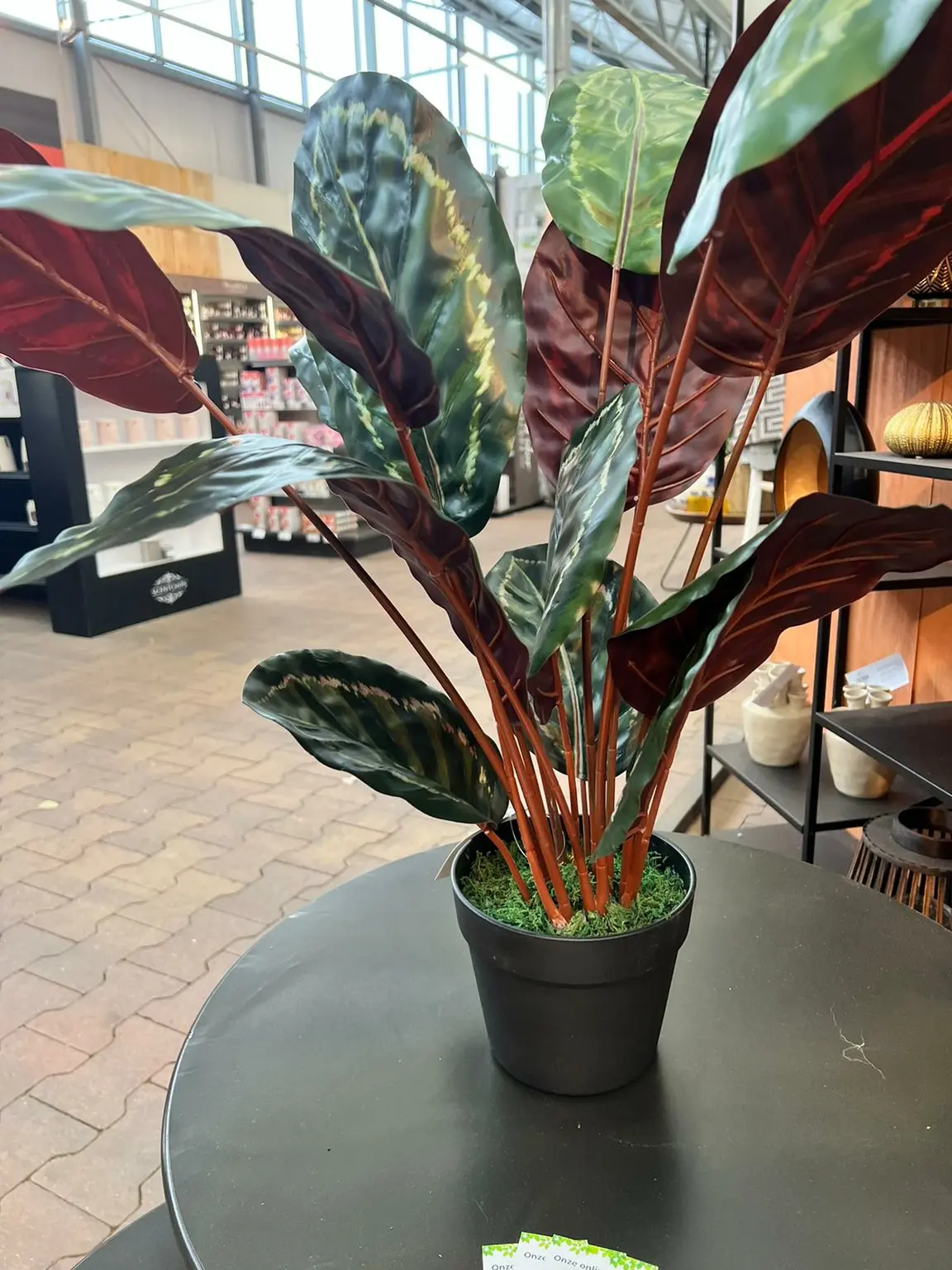 Calathea rood i/pot h75cm
