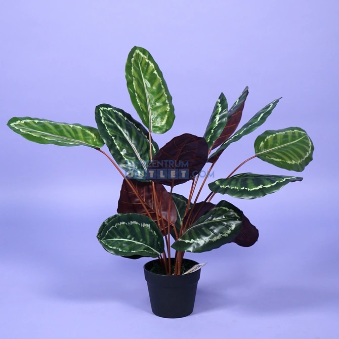 Calathea rood i/pot h75cm 1.1cm, tuincentrumoutlet.com, Noach