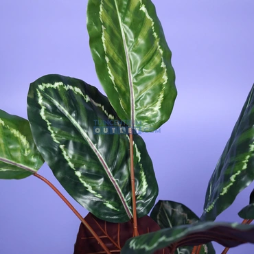 Calathea rood i/pot h75cm 1.2, tuincentrumoutlet.com, Noach