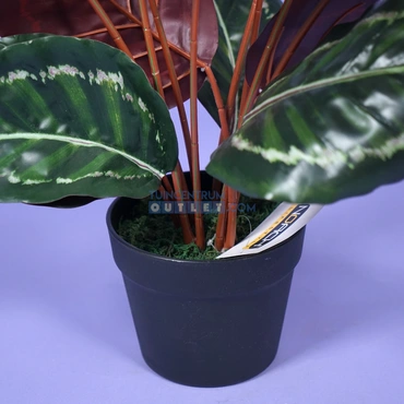 Calathea rood i/pot h75cm 1.3, tuincentrumoutlet.com, Noach