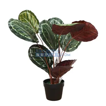 Calathea rood i/pot h75cm, tuincentrumoutlet.com, Noach