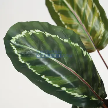 Calathea rood i/pot h75cm, tuincentrumoutlet.com, Noach