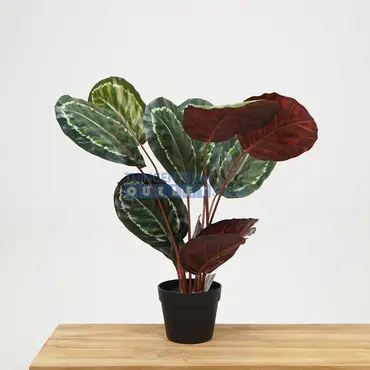 Calathea rood i/pot h75cm, tuincentrumoutlet.com, Noach