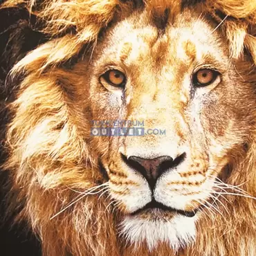 Canvas schilderij Lion, closeup