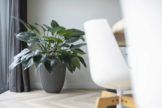 CAPI EUROPE Vaas elegant lg groove d34h46 antrc - afbeelding 4