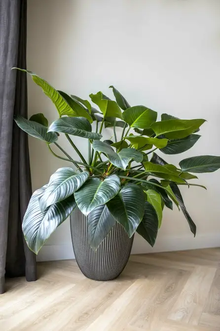 Vase elegant low Groove NL 34x46 anthracite sfeerbeeld, Capi Europe, tuincentrumoutlet