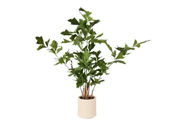 Caryotaplant 95x95x150cm groen, countryfield, tuincentrumoutlet.com