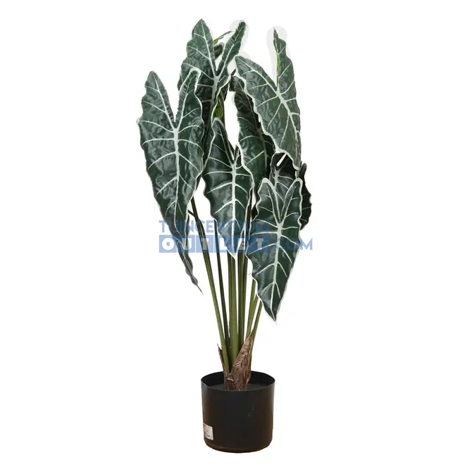 Cissus i/pot h45cm, Noach Outdoor, Tuincentrum Outlet