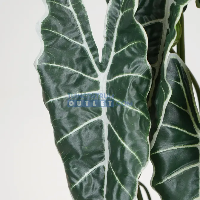 Cissus i/pot h45cm detail, Noach Outdoor, Tuincentrum Outlet