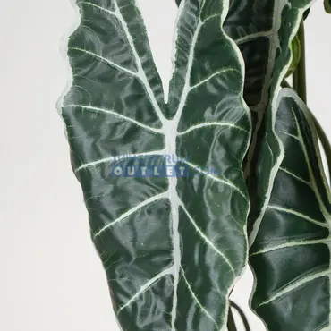 Cissus i/pot h45cm detail, Noach Outdoor, Tuincentrum Outlet