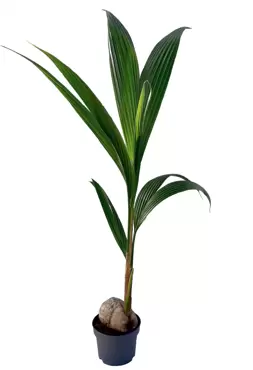 Cocos Nucifera p19 32, Plant Collect, www.tuincentrumoutlet.com