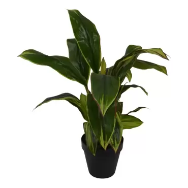 Cordyline - 65 cm - afbeelding 4