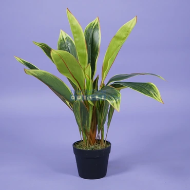 Cordyline breedbladig h65 1.1, Noach outdoor, www.tuincentrumoutlet.com