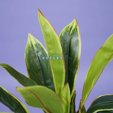 Cordyline breedbladig h65 1.2, Noach outdoor, www.tuincentrumoutlet.com