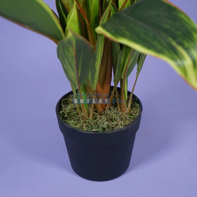 Cordyline breedbladig h65 1.3, Noach outdoor, www.tuincentrumoutlet.com