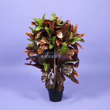 Croton h80 1.1, Noach outdoor www.tuincentrumoutlet.com