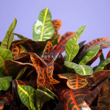 Croton h80 1.1, Noach outdoor www.tuincentrumoutlet.com