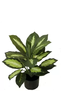 Dieffenbachia - 50 cm