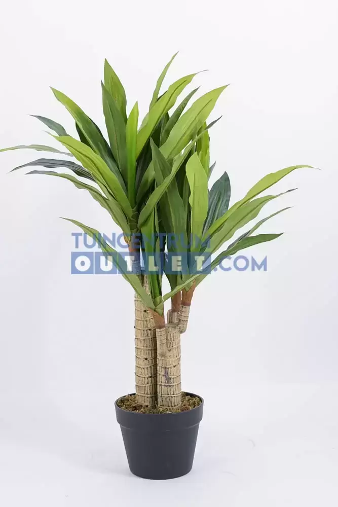 Dracena Fragans i/pot h90cm groen, Noach, www.tuincentrumoutlet.com