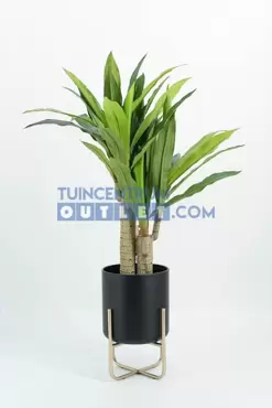 Dracena Fragans i/pot h90cm groen, Noach, www.tuincentrumoutlet.com