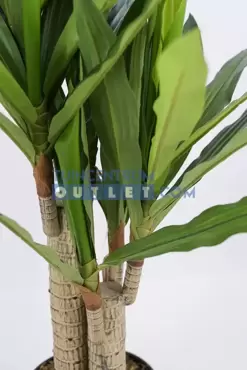 Dracena Fragans i/pot h90cm groen, Noach, www.tuincentrumoutlet.com