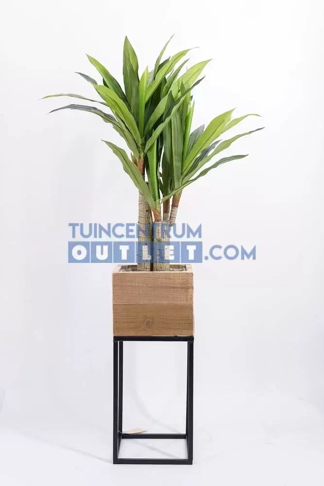 Dracena Fragans i/pot h90cm groen, Noach, www.tuincentrumoutlet.com