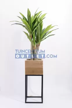 Dracena Fragans i/pot h90cm groen, Noach, www.tuincentrumoutlet.com