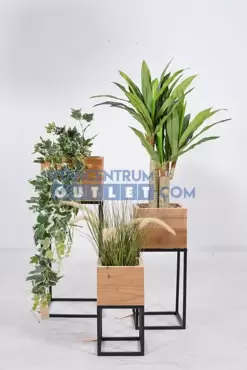 Dracena Fragans i/pot h90cm groen, Noach, www.tuincentrumoutlet.com