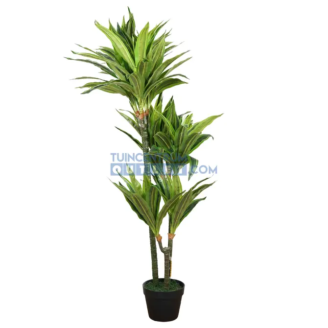 Dracaena lemon lime i/pot h120 grn, Noach Outdoor, Tuincentrum Outlet