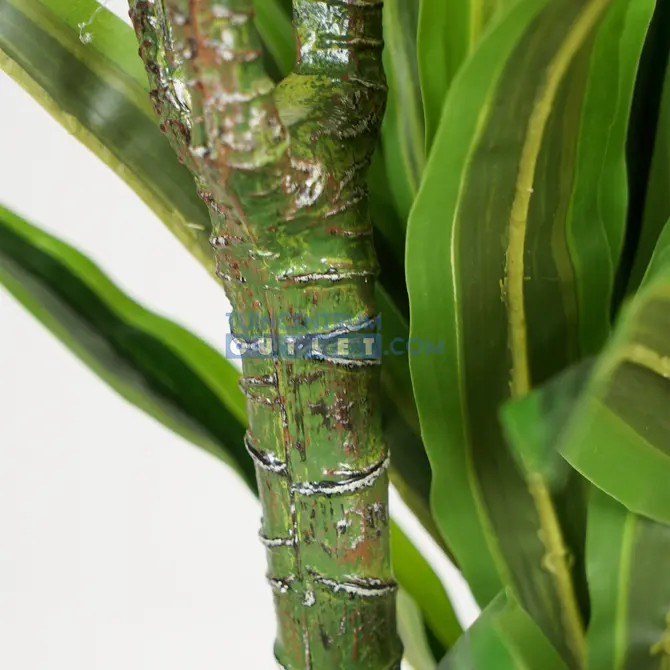 Dracaena lemon lime i/pot h120 grn details, Noach Outdoor, Tuincentrum Outlet