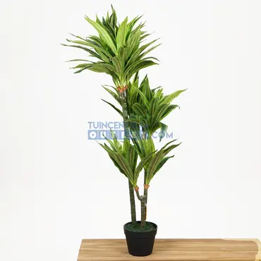 Dracaena lemon lime i/pot h120 grn sfeer, Noach Outdoor, Tuincentrum Outlet