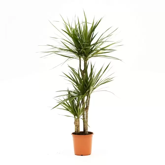 Dracaena marginata d24 cm H120cm 3stam - afbeelding 1