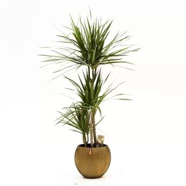 Dracaena marginata d24 cm H120cm 3stam - afbeelding 2