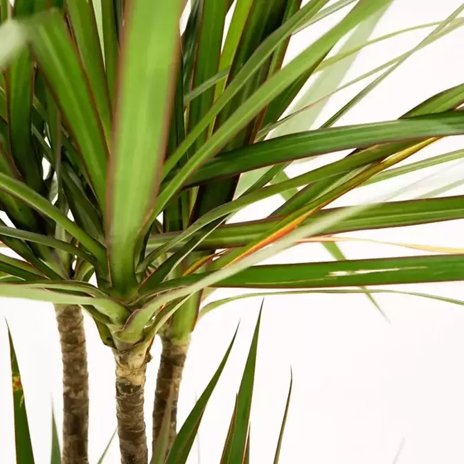 Dracaena marginata d24 cm H120cm 3stam - afbeelding 3